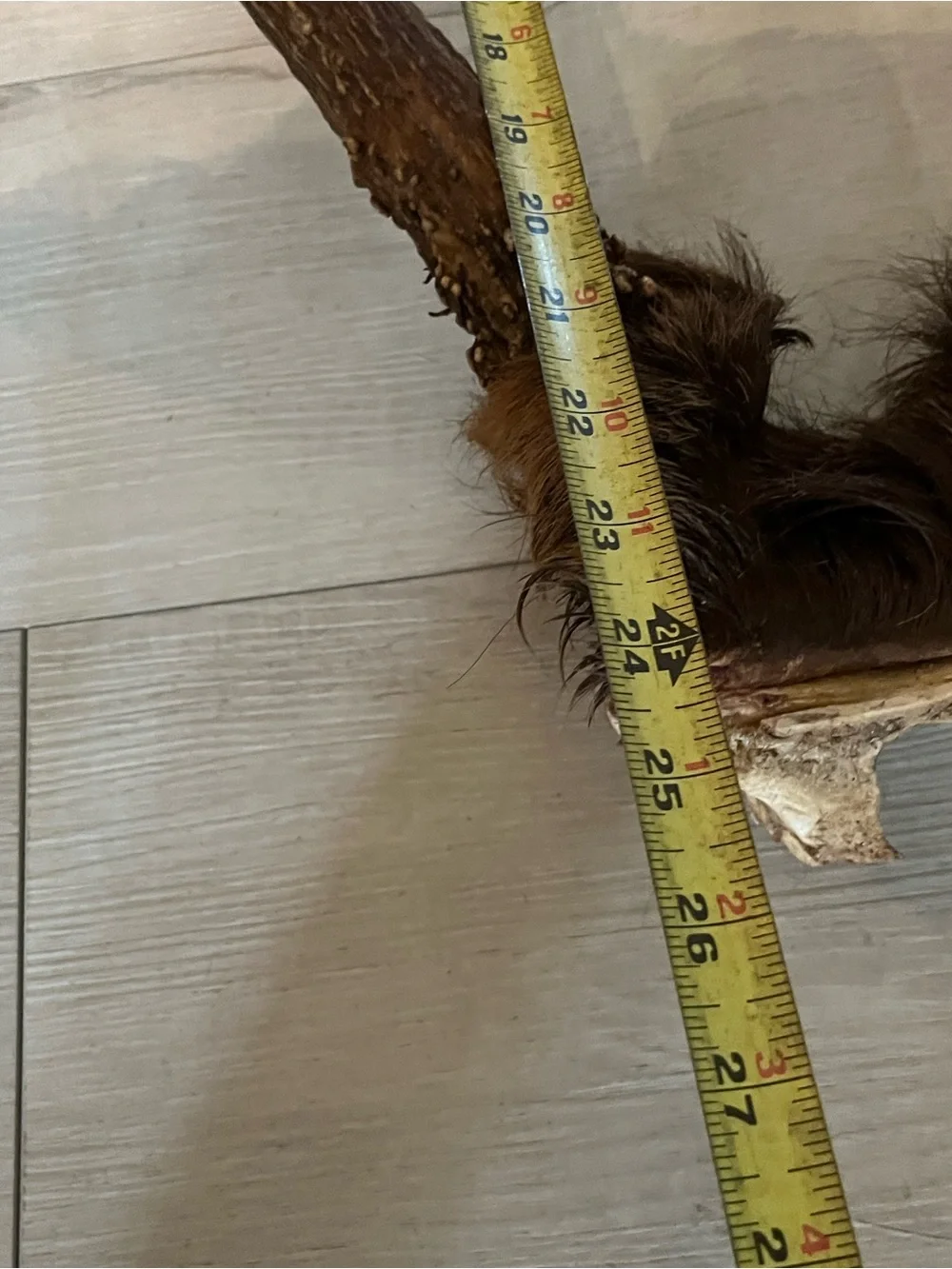 Rustic Brown elk  Antler Wall Decor - Unbranded